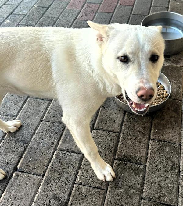 SKYLER BELLISSIMA CAGNOLINA Foto 2